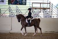 Class 77 Arabian Hunter Pleasure Walk/Trot JTR