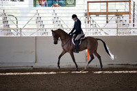 Class 6 HA/AA Hunter Pleasure Geldings