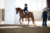 Class 97 A/HA/AA Walk/Trot Eq 10 & under
