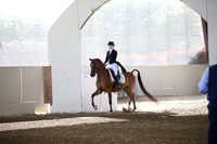 Class 312 Arabian English Show Hack Champ