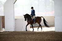 Class 314 Arabian Hunter Pl ATR Select Champ