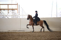Class 322 Arabian Country English Pl Champ