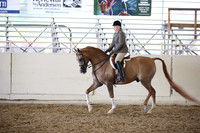 Class 330 Arabian Hunter Pl AATR Jackpot