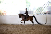 Class 340 Arabian Country English Pl ATR Champ