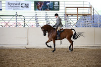 Class 343 Arabian Hunter Pl Jr Horse Champ