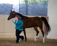 Class 307 Arabian Mare Breeding AOTH Champ