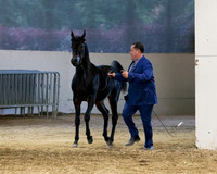 Class 309 Arabian Yearling Cold/Geldng