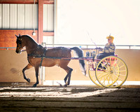 Class 5 Carriage Pleasure Driving Turnout