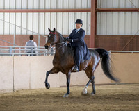 Class 7 Morgan Classic Pleasure Saddle