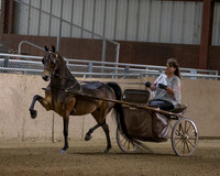 Class 16 Hackney Pony Show Pleasure Driving