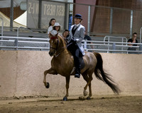 Class 20 Morgan English Pleasure Open