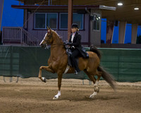 Class 21 ASB Five Gaited Open