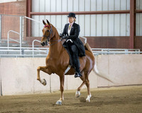 Class 79 ASB Three Gaited Jackpot Stake