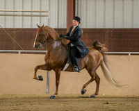 Class 64A ASB Three Gaited Park Stake