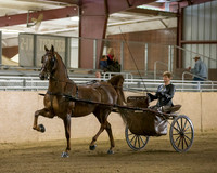 Class 71 ASB Show Pleasure Driving Stake