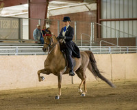 Class 72 Morgan English Pleasure Championship