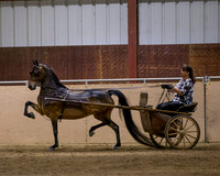 Class 81 Hackney Pony Pleasure Driving Stake