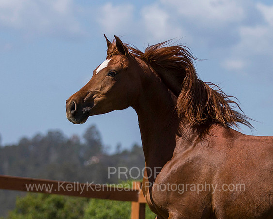 OF_MERRIONETTE_4171