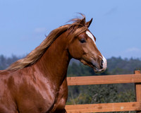 Reverberation0418_4412