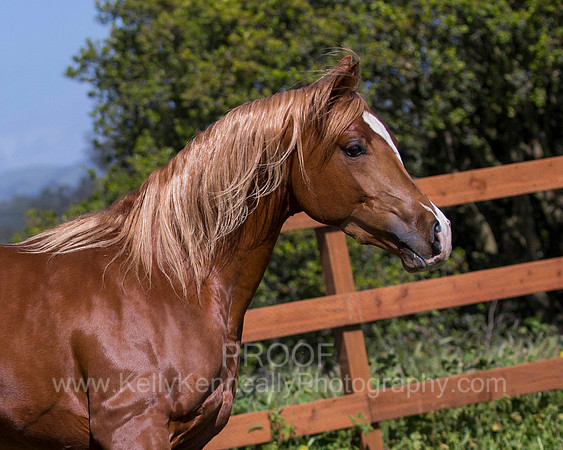 Reverberation0418_4414