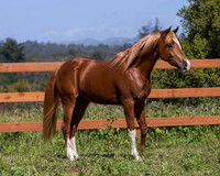 Reverberation0418_4425