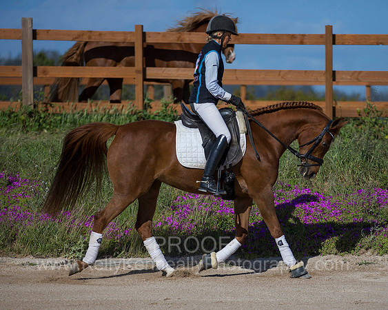 OF_MERRIONETTE_4652
