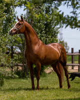 VHC_2018_6216
