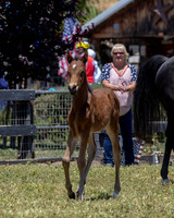 ShermanRanch0524_3169