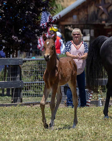 ShermanRanch0524_3169