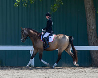 Class 302 HA/AA Sport Horse Under Saddle ATR