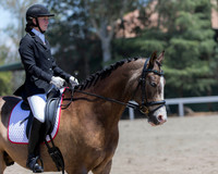 Class 309 HA/AA Sport Horse Under Saddle