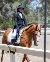 Class 310 Arabian Sport Horse Under Saddle Novice Horse