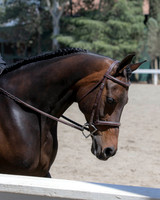 Class 314 Arabian Sport Horse Under Saddle JTR Championship