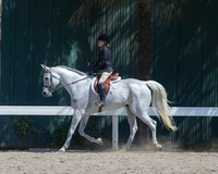 Class 315 HA/AASportHorseUnderSaddleATR Championship
