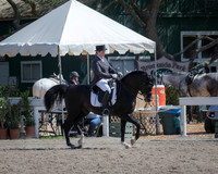 Class 316 Arabian Sport Horse Show Hack Championship