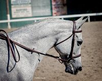 DAHA_SH18_THURS_7213