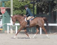 Class 321 Arabian Sport Horse Under Saddle Championship