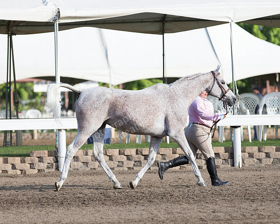 DAHA_SH18_THURS_7296