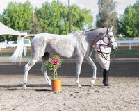 DAHA_SH18_THURS_7316
