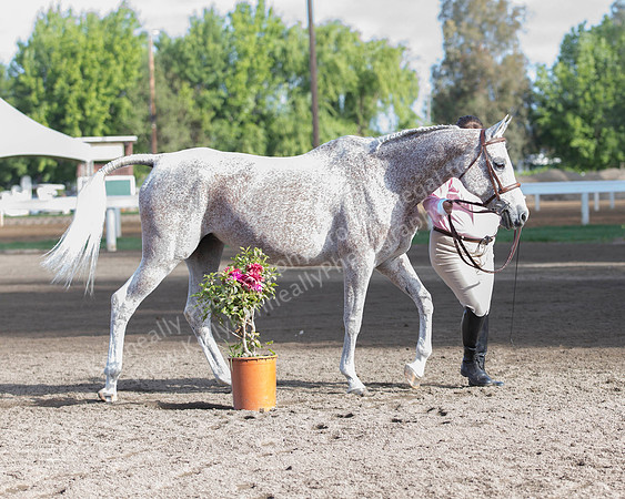 DAHA_SH18_THURS_7316