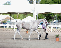 DAHA_SH18_THURS_7321
