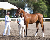 DAHA_SH18_THURS_7339