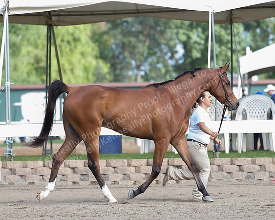 DAHA_SH18_THURS_7347