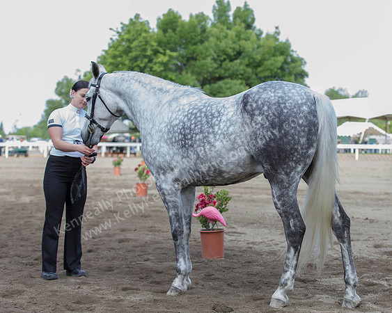 DAHA_SH18_THURS_7360