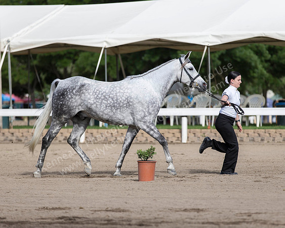 DAHA_SH18_THURS_7369