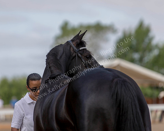 DAHA_SH18_THURS_7409