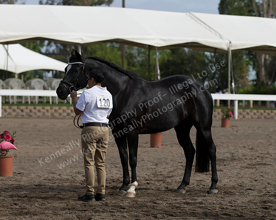 DAHA_SH18_THURS_7426