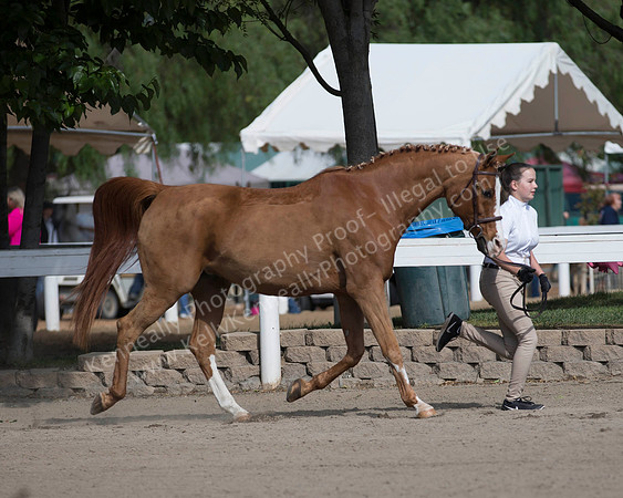 DAHA_SH18_THURS_7491