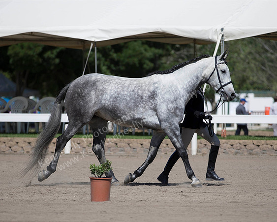 DAHA_SH18_THURS_7563