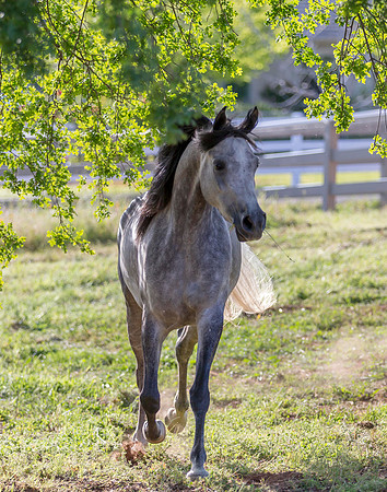 Martoglio0518_Makkena&Mellie_2712
